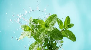 Fresh mint leaves with water droplets representing how to get rid of bad breath